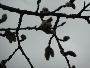 Catkins