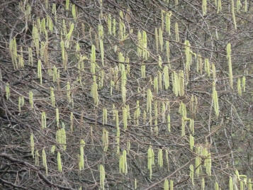 Riverside catkins