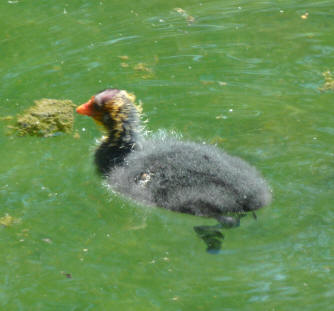 Coot chick