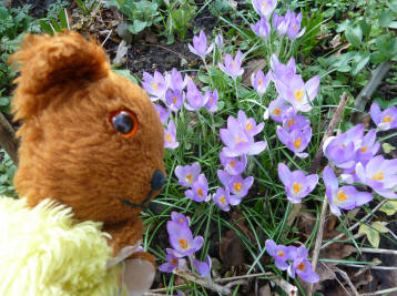 Pale lilac crocuses