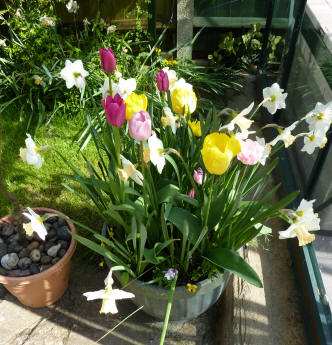 Pink daffodils and mixed tulips