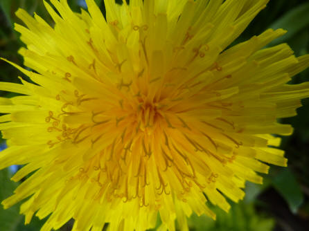 Dandelion