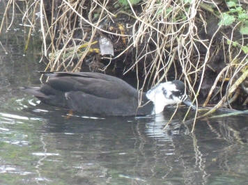 Black and white duck