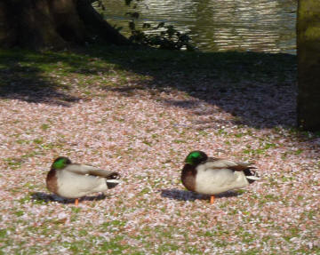 Ducks asleep