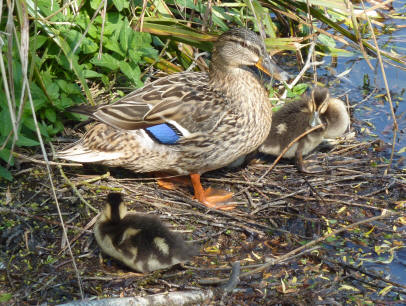 Duck and ducklings