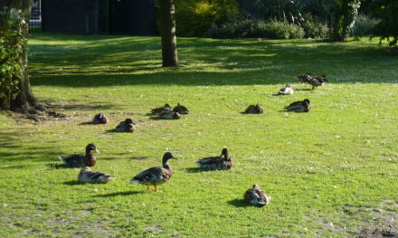 Ducks asleep