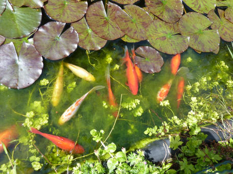 Goldfish in blanket weed