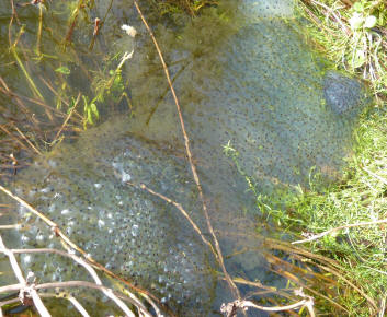 Frogspawn closeup