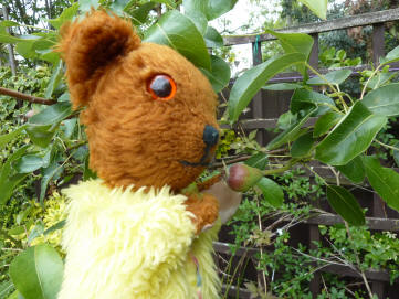 Pear fruits on tree