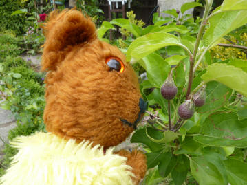 Apple fruits on tree