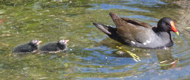 Moorhen and chicks