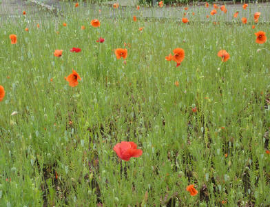 Field poppies