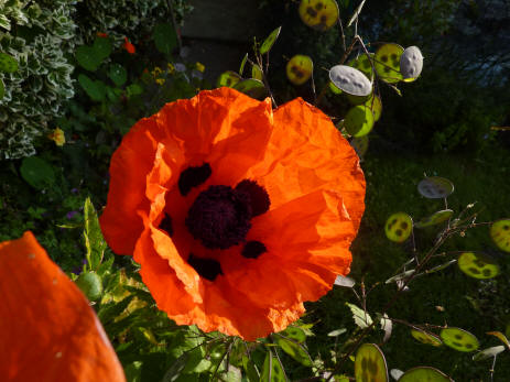 Oriental poppy