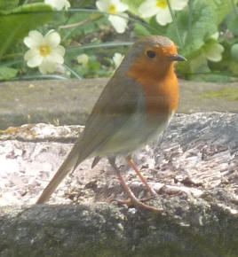 Robin