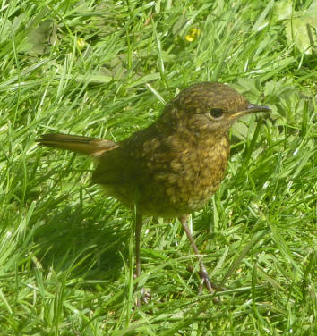 Baby robin