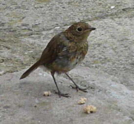 Baby robin