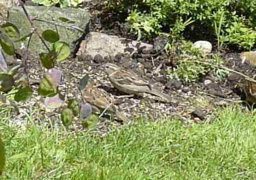 Sparrows eating grass seeds