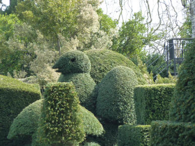 Topiary peacock