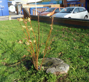 Tree stump regrowing