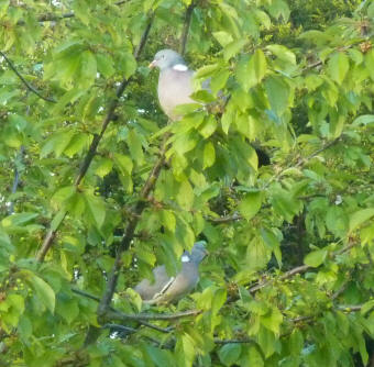 Wood pigeons eating cherries