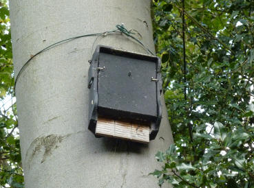 Kelsey Park bat box