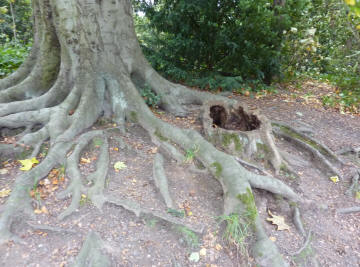 Kelsey Park