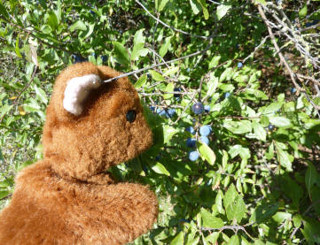 Blueberry bushes