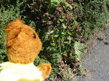 Blackberry bushes
