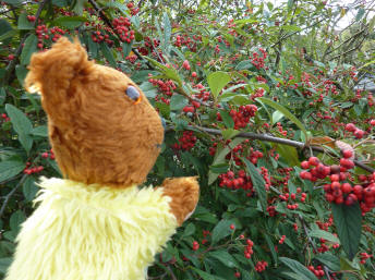 Cotoneaster berries