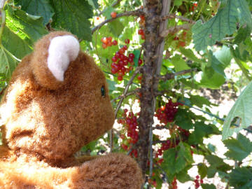 Redcurrants