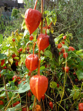 Chinese Lantern plants