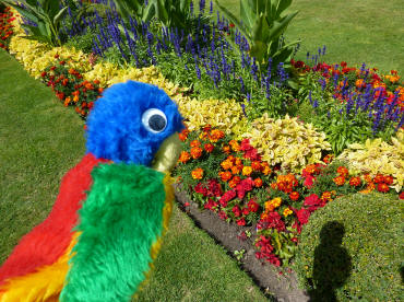 Colourful bedding display