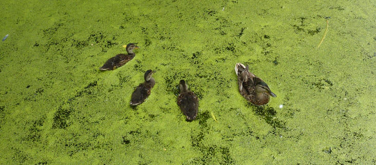 Ducks swimming through duckweed