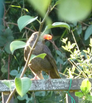 Blackbird with cherry