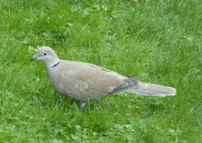 Collared dove