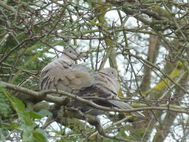 Collared doves