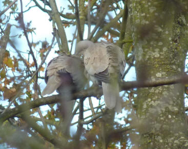 Collared doves