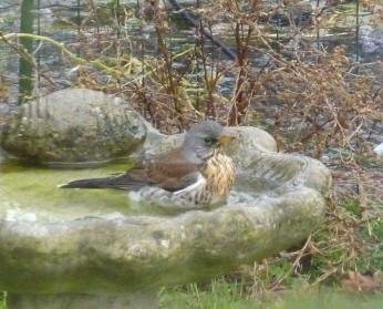 Fieldfare