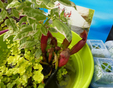 Pitcher plants