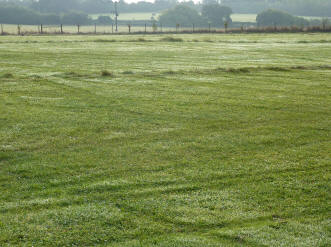 Dewy grass patterns