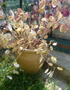 Clay pot with honesty seedheads