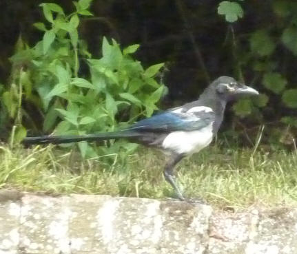 Magpie