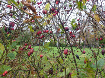 Rosehips