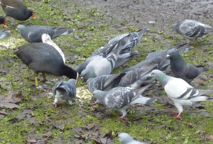 Pigeon scrum