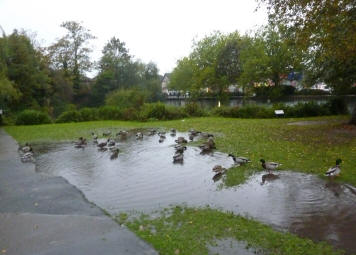 Rainy park puddles