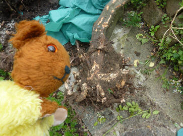 Old stump