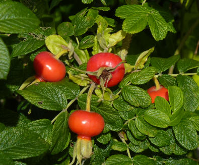 Rose Rugosa hips