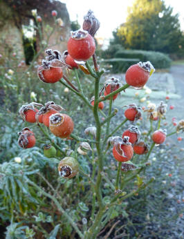 Rosehips