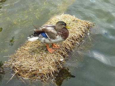 Duck on straw bale