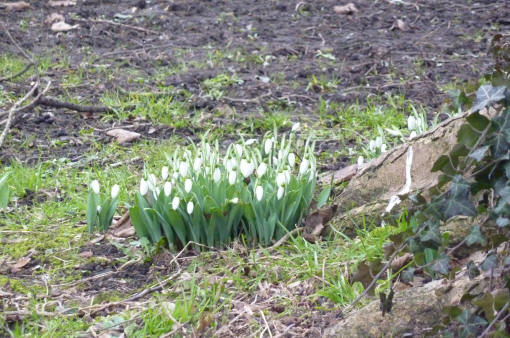 Snowdrops